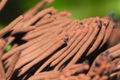 Chocolate Tube Slime (Stemonitis species) photo